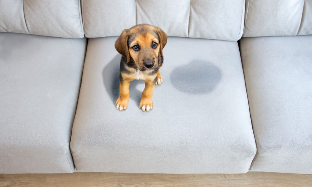 limpeza-de-sofá-em-Curitiba (18)